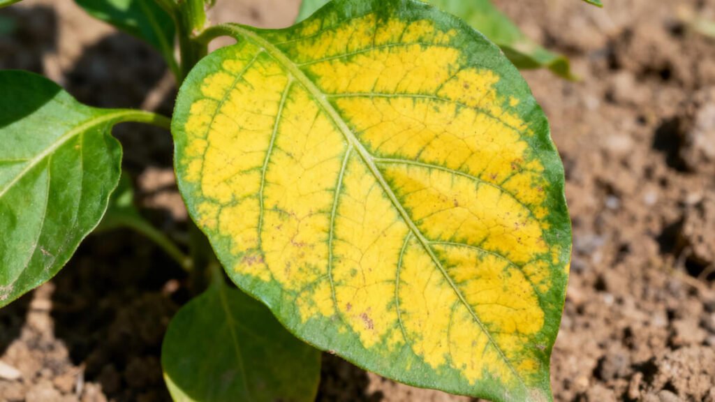 Signs of Magnesium Deficiency