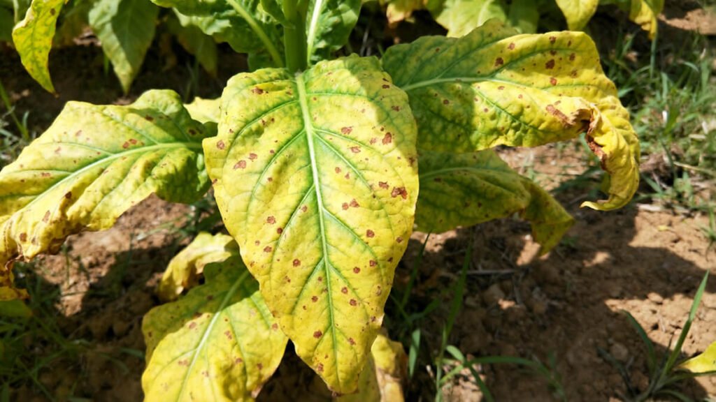 Signs of Zinc Deficiency