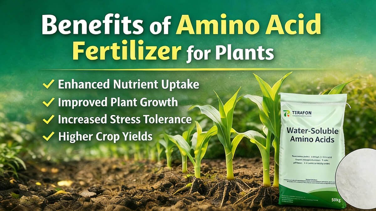 Benefits of Amino Acid Fertilizer for Plants