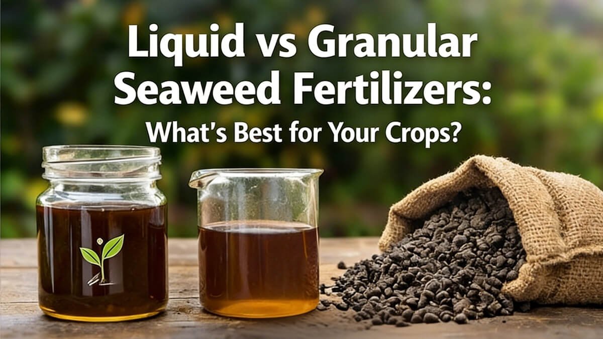 Liquid vs Granular Seaweed Fertilizer