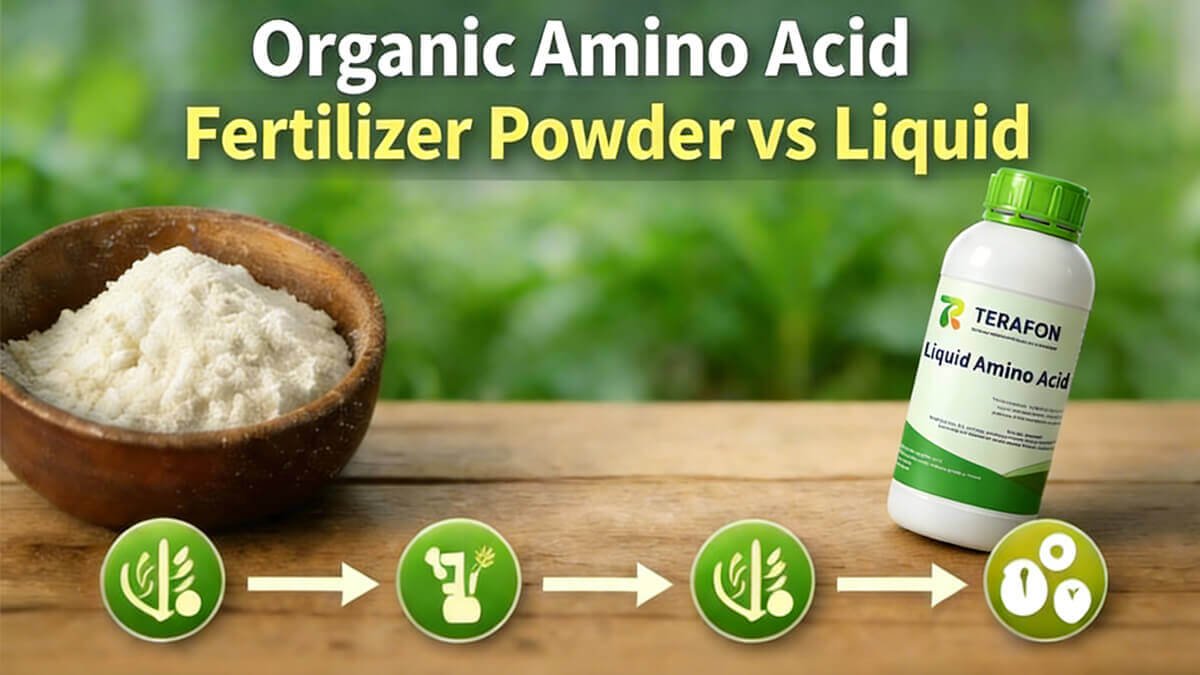 Organic Amino Acid Fertilizer Powder vs Liquid