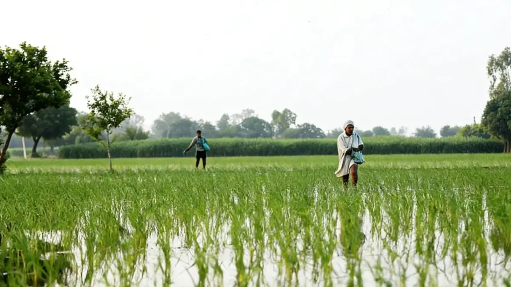 ammonium sulfate application rate per hectare calculation in agriculture