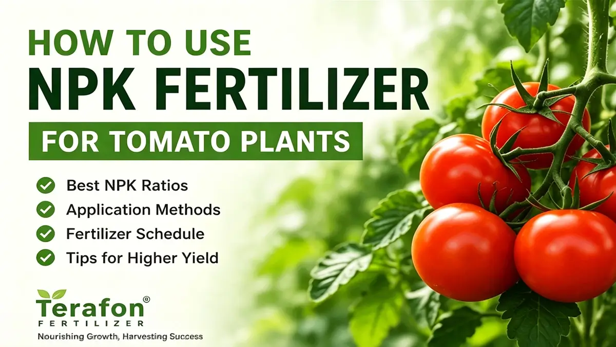 How to use NPK fertilizer for tomato plants to improve growth and increase tomato yield