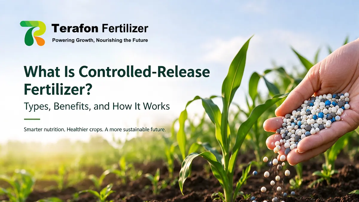 Controlled-release fertilizer types, benefits, and how it works in modern crop production